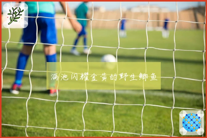 满池闪耀金黄的野生鲫鱼